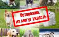 10 Раси на кучиња, кои во европа почесто крадат