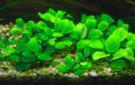 Anubias nana - аквариум фабрика