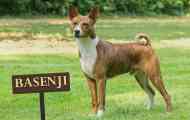 Basenji - поголемо куче со африкански корени