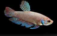 Betta смарагд или зелен петел (betta smaragdina)