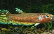Betta pictata, peushok yavansky (betta picta)