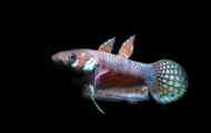 Betta striped (betta taeniata) опис за репродукција фото нега