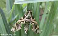 Bhianch oleander