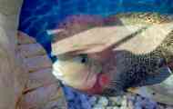 Cichlasoma виножито