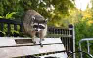 Raccoon polsky