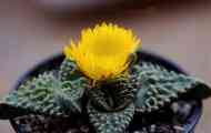 Faucaria расте, грижа, репродукција, опис