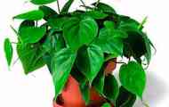 Филоденден: грижа, опис, расте, слика, видео, наводнување, нагоре...