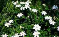 Garia jasmineovoid