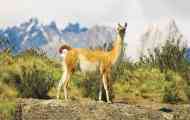 Guanaco