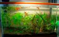 Guppies: содржина и репродукција во аквариум