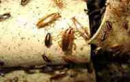 Инструкции за користење на фондови од фенозински средства од bedbugs, лебарки, двонасочна, мечка ...