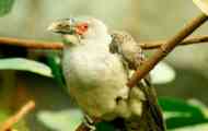 Golyanskaya cuckoo
