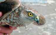 Hawk-reseller