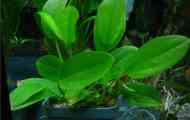 Echinodorus asherson: опис, содржина, репродукција.