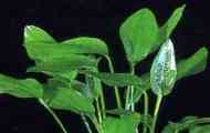 Echinodorus shovels: опис, репродукција, содржина.
