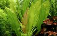 Echinodorus oziris: опис, репродукција, содржина, слика, видео.