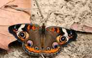 Junonia coyenia