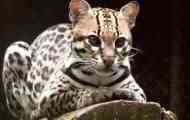 Како живее ocelot, дали домашната мачка ќе излезе од него?