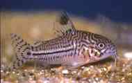 Coridoat trilineatus содржина и опис