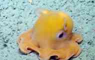 Убавина и чудовишта на длабочините на море: 10 подводни жители со неверојатен изглед...