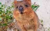 Quocka или shorty kangaroo