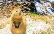 Quocka