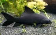 Labo black, black morulis (labeo chrysophecadion, morulius chrysophekadion, црна ајкула)