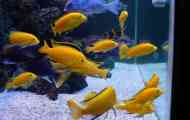 Labidochromis здраво