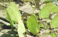 Lemngriana