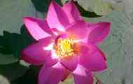 Lotus nuts