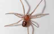 Лажна црна вдовица или steatoda