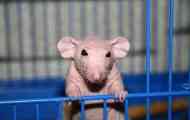 Bald rat sphinx: тајните на содржината на миленичиња