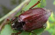 Мај beetle: што е напојувано со, репродукција, фотографија, опис како да се справи...