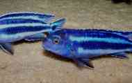 Melanochromis binggano африкански цихлид: содржина, слика