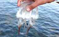 Море васа