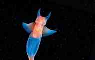 Angelfish