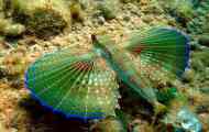 Gurnard