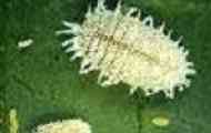 Mealybug