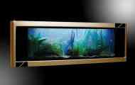 Wall aquarium видови опис фото карактеристики за одржување