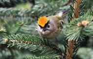 За songbird во русија