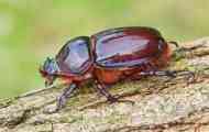 Lifestyle beetle. Што јаде носорог?