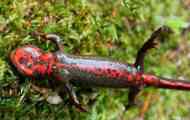 Fireburi triton