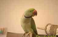 Partlash parrot: грижа и одржување дома