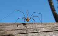 Spider sanakers: spider опис со долги нозе