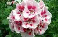 Pelargonium: расте и се грижи дома