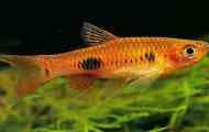 Rasbora kalochroma: содржина, одгледување, слика, видео.