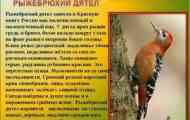 Ретки и загрозени видови на птици наведени во црвената книга...
