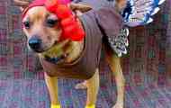 Најчудната облека за кучиња: убавина или лудило