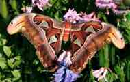 Saturnia atlas
