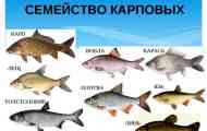 Кипранидее крап семејство - аквариум и слатководни риби...